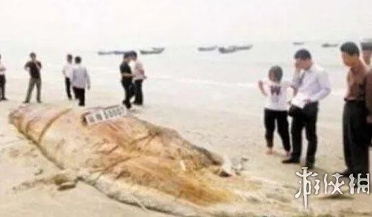 海滩惊现怪兽尸体 盘点10大轰动全球的海滩神秘怪兽