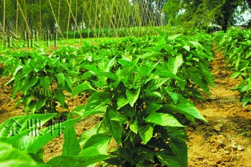有机蔬菜种植基地实施方案 怎么种植有机蔬菜