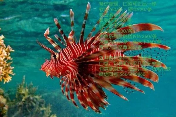 广州最大的小商品批发市场在哪里