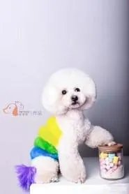 选择宠物美容师培训学校哪家比较好呢？