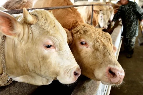 英美尔饲料到底好不好