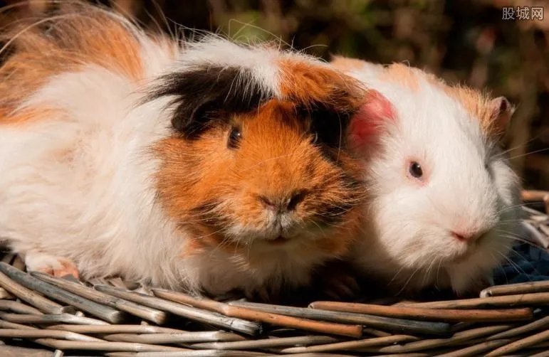 荷兰猪多少钱一只 2017豚鼠的价格行情