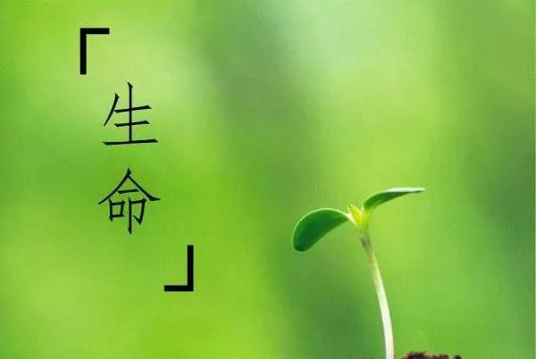 女子野生动物园喂动物吃口罩，网友是如何评价女子行为的？