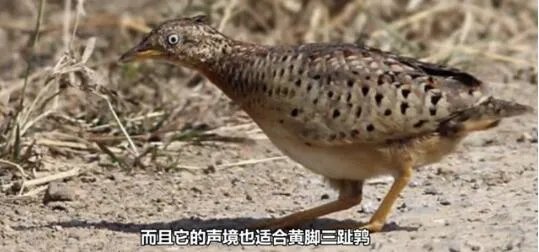 贵州“龙叫”事件2人被拘 贵州“龙叫”真相来了