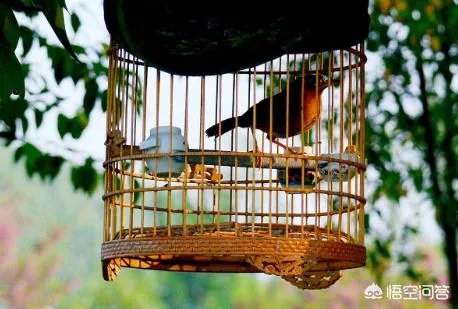 怎么养好一只鸟？