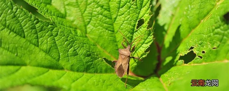 隐翅虫主要分布在哪里 中国隐翅虫分布地区