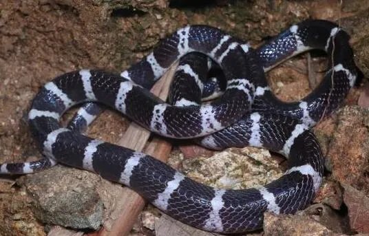 中科院给一剧毒蛇新种命名为素贞 毒性和银环蛇不相上下