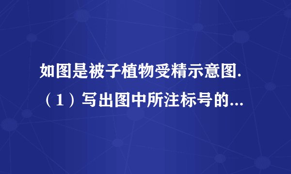 如图是被子植物受精示意图．（1）写出图中所注标号的名称．①是___②是___③是___④是___⑥是___⑦是___（2）①变成③的条件是___．在③伸长的过程中，其内会产生___，⑤与⑥结合形成的___将发育成___；⑦将发育成___．