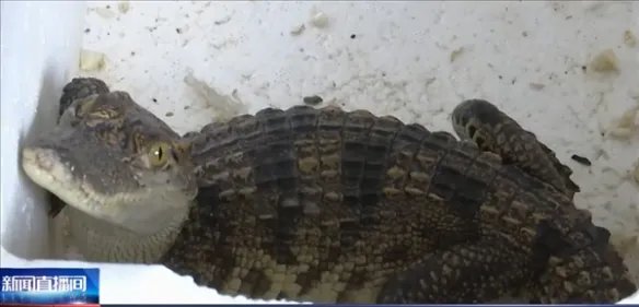 孩子网购小鱼竟收到泰国鳄 最长可达四米 有攻击性