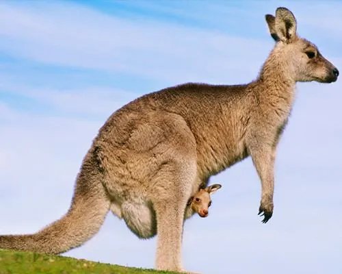 袋鼠和老鼠有什么区别？