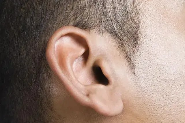 正常的耳朵形状图片