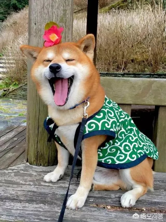 骑士VS篮网，詹姆斯中路隔着两人暴扣，起跳高度高出防守人一只手臂，怎么评价？