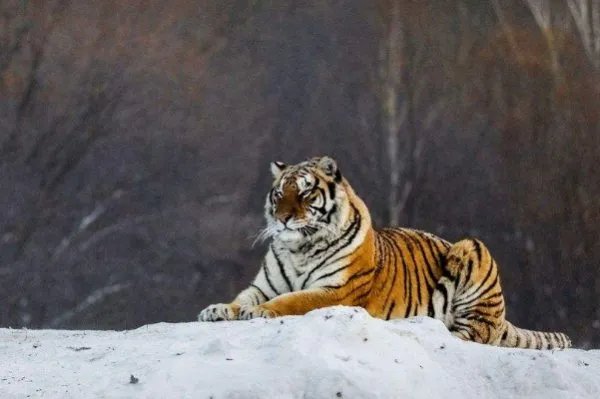 东北虎吃熊证据被找到，现场情况如何？