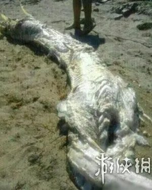 海滩惊现怪兽尸体 盘点10大轰动全球的海滩神秘怪兽