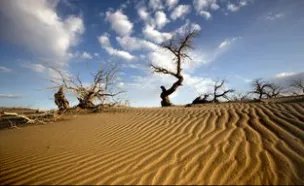 下列树种中，适合作为西北地区防风沙树种的有______个。