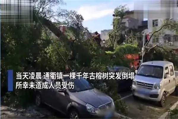 榕树倒了该如何救治？广东倒塌的千年榕树还有可能救好吗？