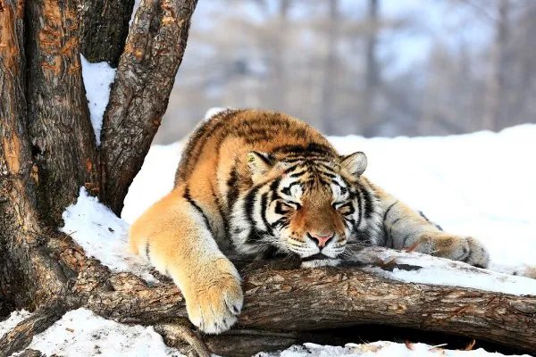 东北虎吃熊证据被找到，现场情况如何？