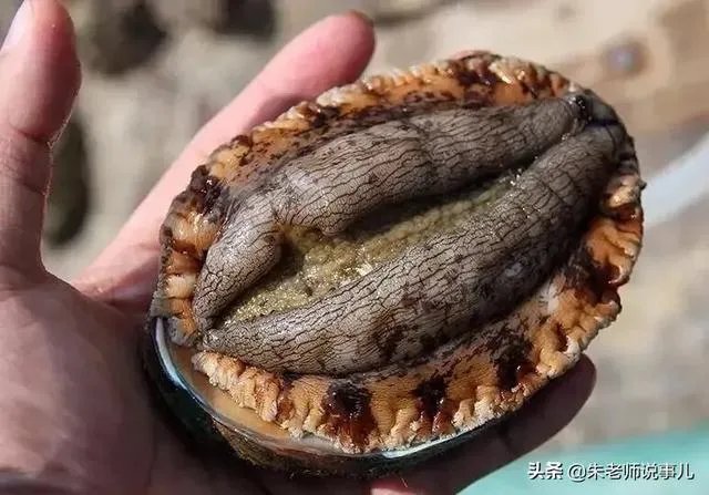 青岛再现天价海鲜一只鱼竟然500元,为何这种现象还会再出现?