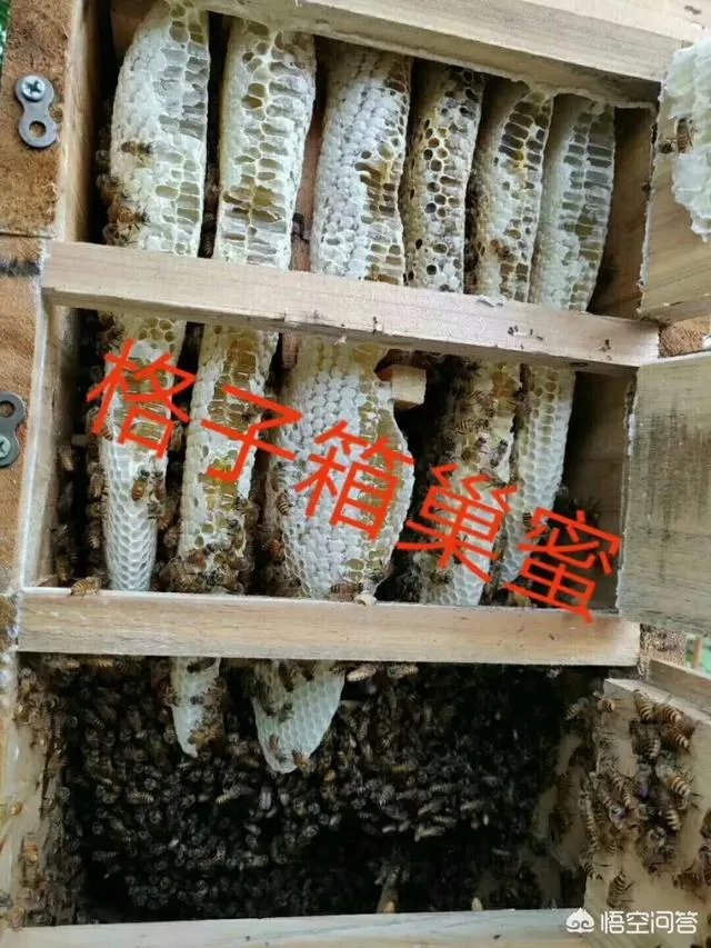 在果园养殖蜜蜂有什么好处？