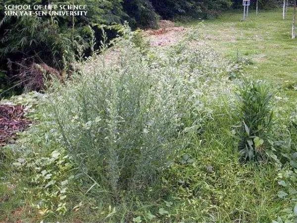 加拿大飞蓬的介绍