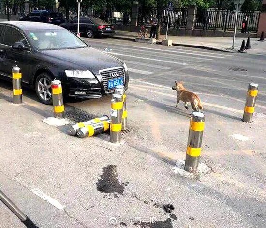 北京多人被狗咬是流浪狗吗？