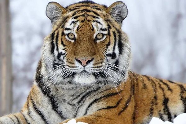 东北虎吃熊证据被找到，现场情况如何？