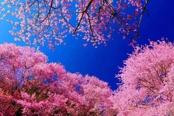 首部抗疫题材电影为什么要选择在武汉作为首映地？