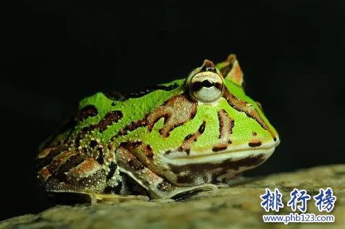 世界上最猛的青蛙,苏里南角蛙（外形很萌实际很很猛）