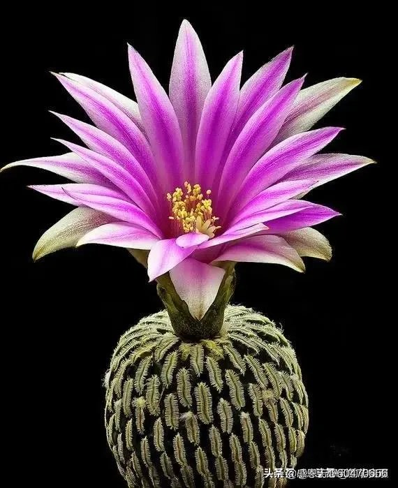 你最想看到的美国疫情的最新情况是什么？