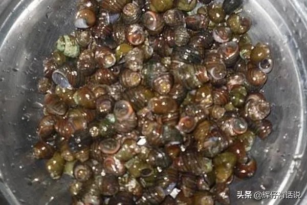 吃田螺变绿，田螺怎么洗干净？