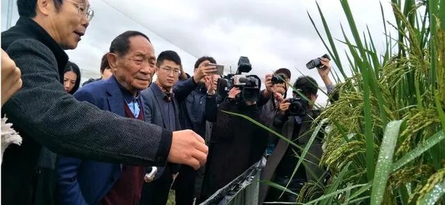 袁隆平有哪些贡献？