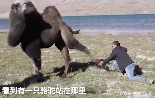 骆驼铁丝缠脚被解救长鸣感谢，是否说明了动物也通人性？