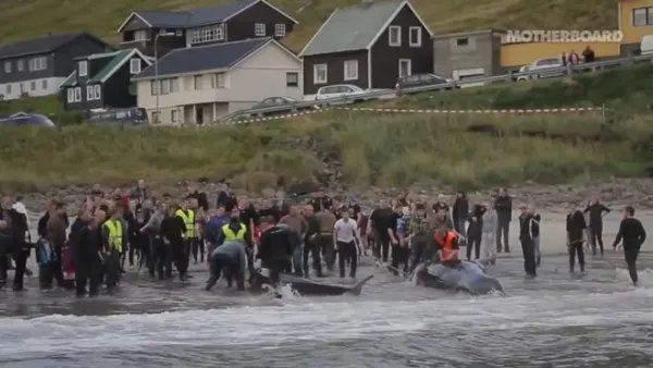 约230头鲸在澳大利亚海滩集体搁浅，为何鲸鱼要上岸？