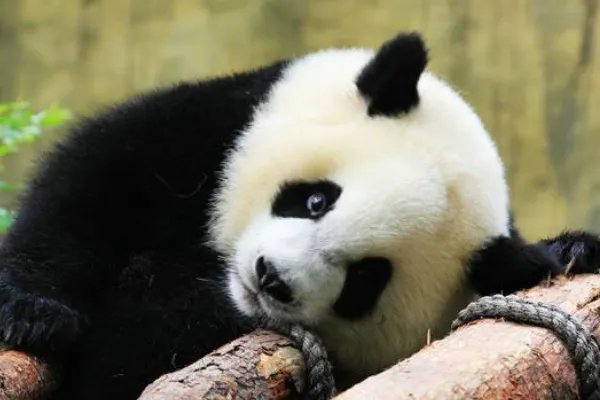 雅安一野生大熊猫经救治无效死亡，大熊猫死前有何异常？