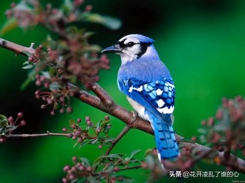 怎么养好一只鸟？