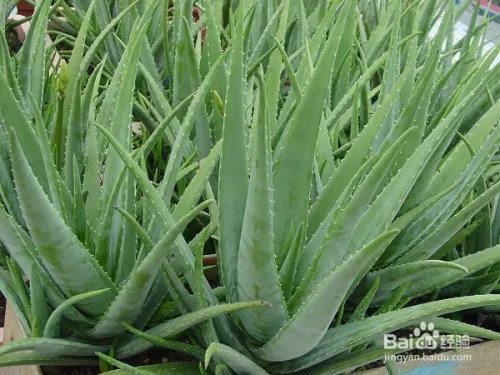 小腿被蚊子叮溃烂怎么办？蚊子咬了很痒怎么办？