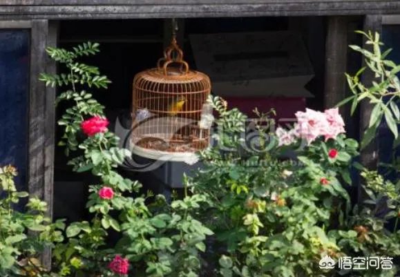 怎么养好一只鸟？