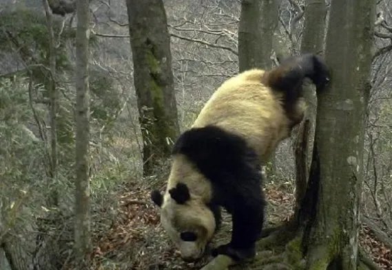 野生大熊猫倒立撒尿是怎么回事？