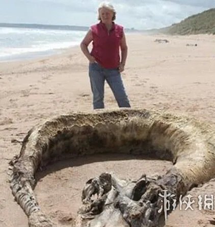 海滩惊现怪兽尸体 盘点10大轰动全球的海滩神秘怪兽
