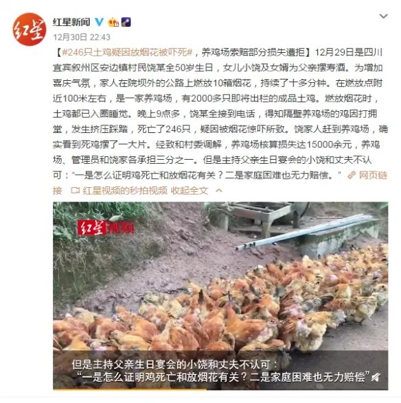 246只土鸡被吓死 或与隔壁放烟花祝寿有关 索赔遭拒