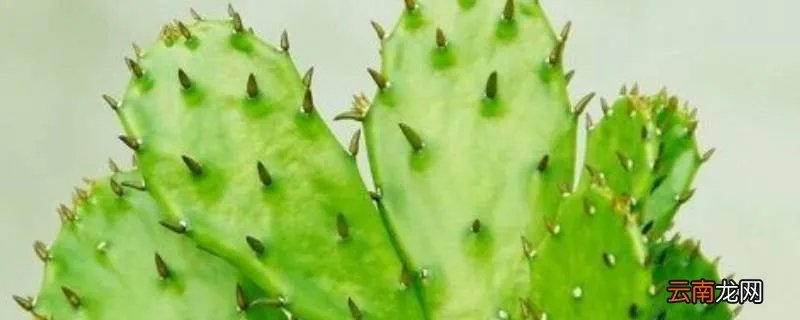 电脑前放仙人掌能防辐射吗