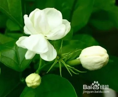 小腿被蚊子叮溃烂怎么办？蚊子咬了很痒怎么办？