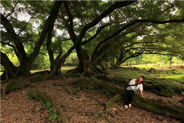 榕树倒了该如何救治？广东倒塌的千年榕树还有可能救好吗？