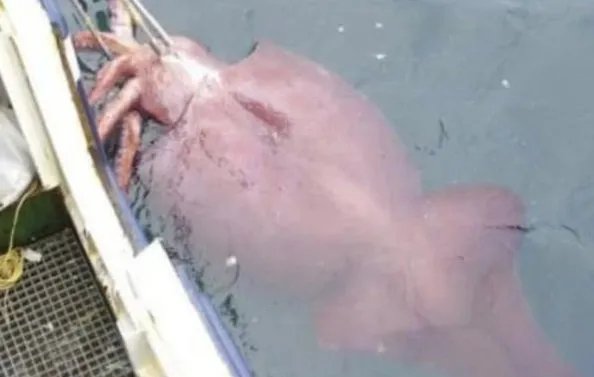 渔民出海捕捞鱿鱼惨遭爆船，接下来发生什么让人意外？