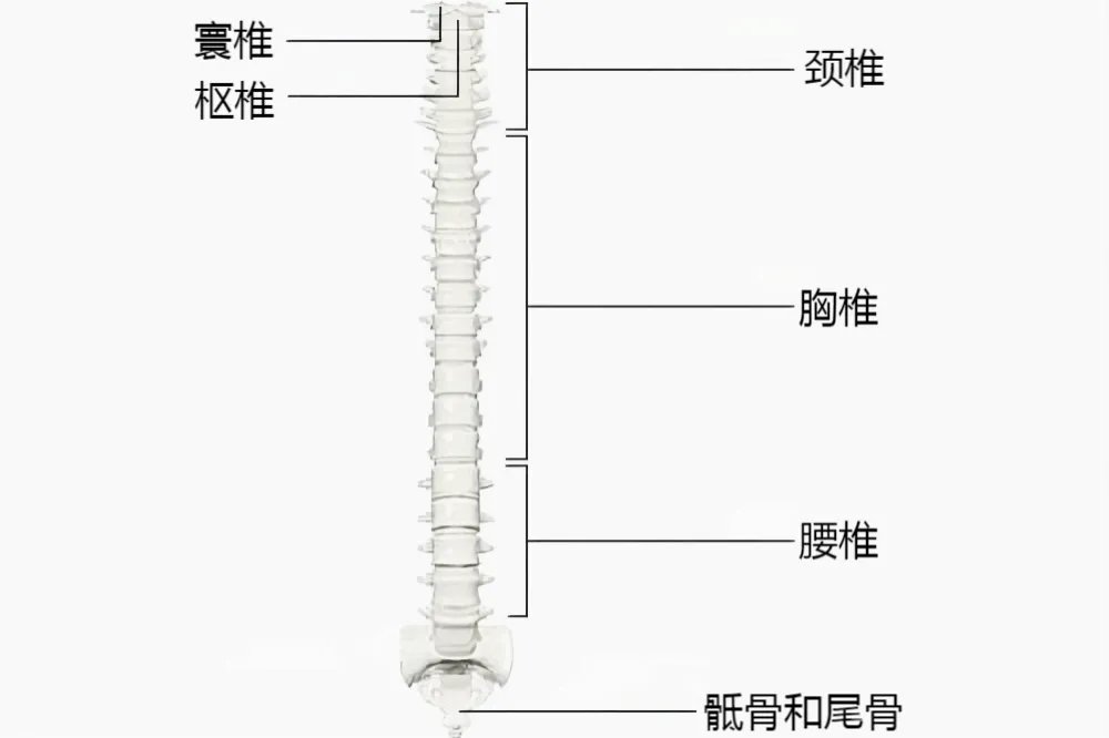 脊柱分段示意图