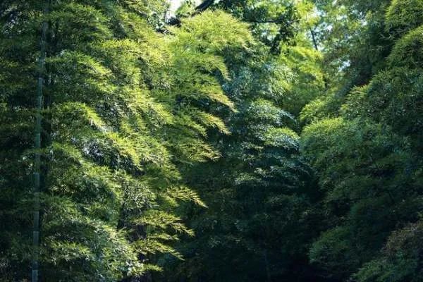 句容宝华山隆昌寺为何称为佛教的清华？