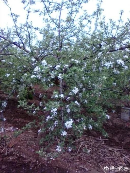 苹果树管理技术？