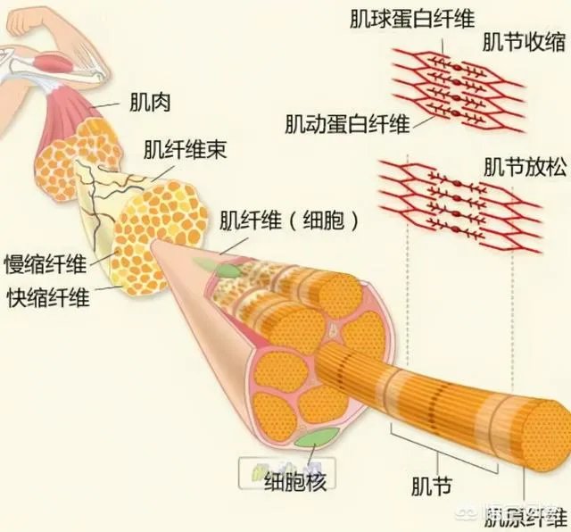 为什么有些溺水死亡的人被人拉上来胳膊和腿都是卷曲着的？
