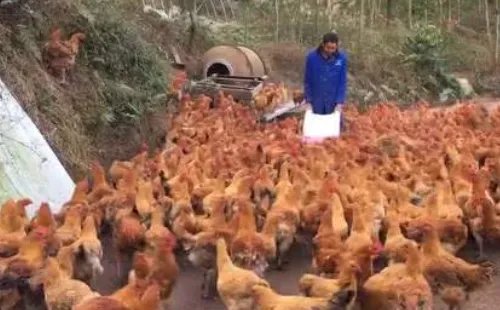 246只土鸡被吓死 或与隔壁放烟花祝寿有关 索赔遭拒