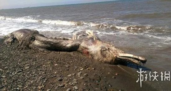 海滩惊现怪兽尸体 盘点10大轰动全球的海滩神秘怪兽